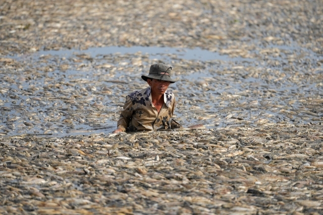지난 30일(현지시간) 베트남 남부 동나이성(省) 송머이 저수지에서 한 주민이 죽은 물고기들을 나르고 있다. 동남아를 강타한 폭염으로 인해 해당 저수지는 지난달 30일부터 물고기 수십만마리가 폐사하는 일이 벌어졌다. [AFP = 연합뉴스]