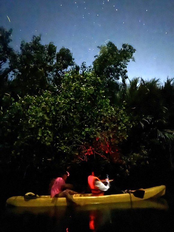 필리핀 보홀의  아바탄강에서는 작은 카약을 타고 강따라 올라가며 나무 위로 흩날리는 반딧불이들의 아름다운 빛을 감상할 수 있다.