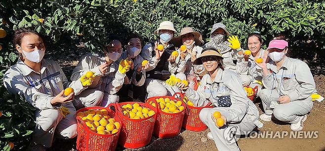 베트남 남딩성에서 제주 감귤 수확하러 온 계절근로자 [연합뉴스 자료 사진]