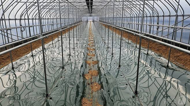 전북자치도 진안군이 노동력 절감과 고품질 수박 생산을 위해 서서 재배하는 수박 농법인 수직재배 신기술 사업을 추진한다.(진안군제공)2024.5.6/뉴스1