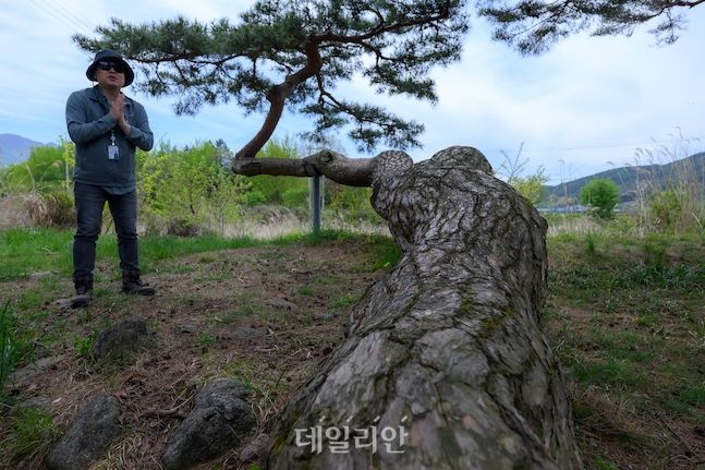 경현철 사무국장이 삼산마을 소나무에 대해 설명하고 있다. 이 소나무는 길게 누워서 자라 마치 용이 비상하는 모습을 연상케 한다. ⓒ데일리안 배군득 기자