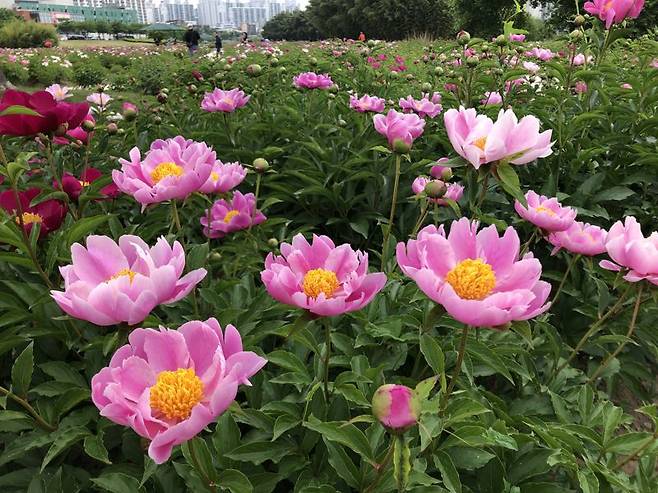 울산 태화강 국가정원 작약원에서 재배 중인 13종의 작약이 5월 들어 개화를 시작했다. 오는 17일 봄꽃축제 개막 때 모두 만개할 것으로 예상된다. 사진=최수상 기자