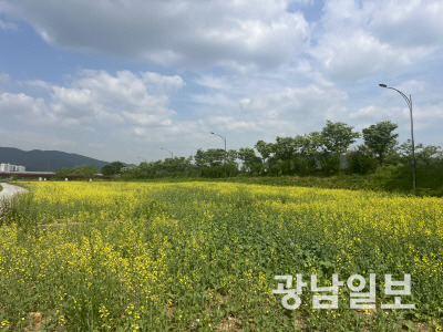 화순천변에 유채가 개화하고 있다. 유채는 5월 중순 만개할 예정이다.