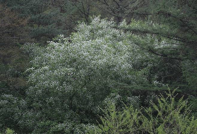 오월 초 만개한 귀룽나무. 경북 봉화군 춘양면. 허태임