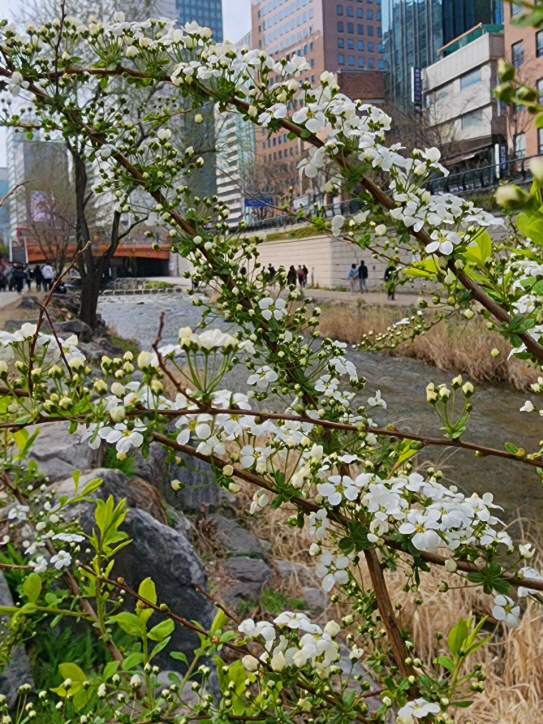 서울 청계천변에 피기 시작하는 조팝나무 꽃. 2023년 3월25일 촬영