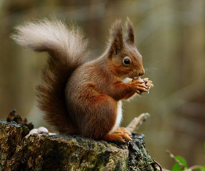 먹이를 먹고 있는 붉은 다람쥐. 중세 영국에서 인간에게 한센병을 퍼뜨렸을 가능성이 제기됐다./Peter Trimming/flickr