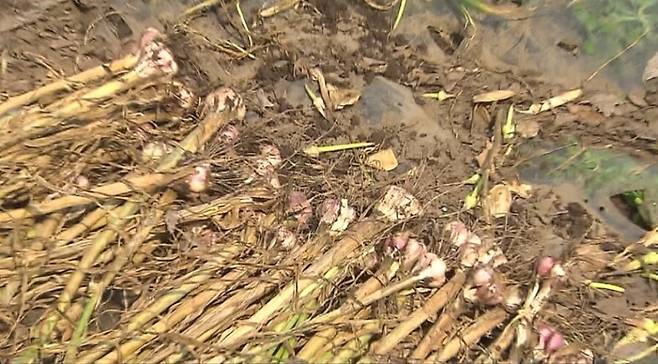 7일 서귀포시 대정읍 지역에서 발생한 ‘별마늘’. 마늘 줄기가 성장을 멈추지 않고 거듭 자라나면 마늘알이 두 배 이상 많아져 수확을 포기해야 할 만큼 상품성이 떨어지게 된다.