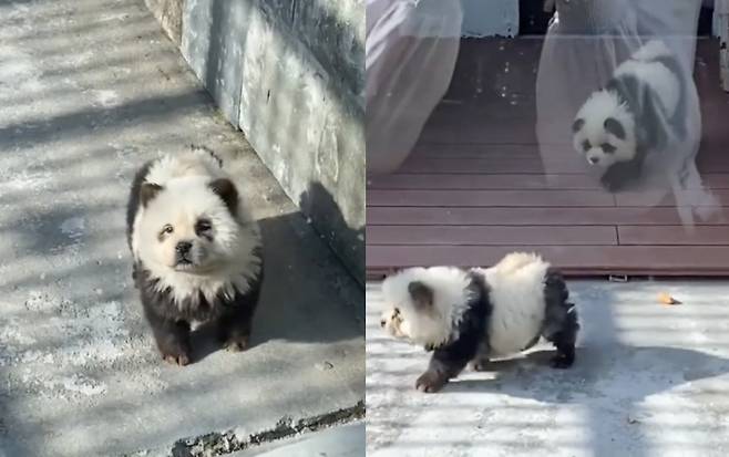 판다처럼 염색하고 전시된 중국 동물원의 일명 '판다 개'가 화제다./사진=웨이보