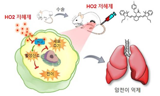 암전이 억제제 타이니어의 기작. 기초과학지원연구원 제공