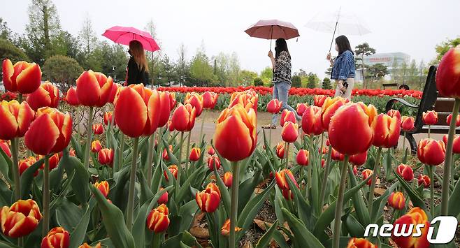 8일 대전·충남은 남부지역에 새벽까지 빗방울이 떨어지는 곳이 있다. 대전 유성구 유림공원에 핀 튤립 사이로 시민들이 우산을 쓰고 지나고 있다. /뉴스1 ⓒ News1 김기태 기자