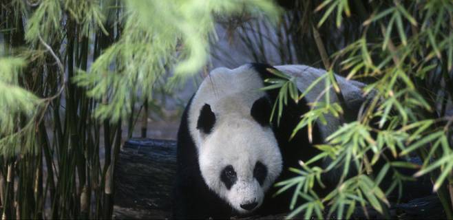 1996년 샌디에이고 동물원에 왔던 판다 시시. 수컷으로서의 번식 능력과 의욕이 없다는 이유로 다른 판다 가오가오로 교체된 뒤 광저우동물원으로 보내졌다.
