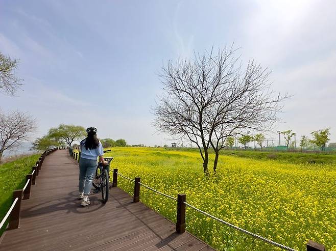 노란 유채꽃으로 물든 충남 당진 삽교호 자전거길이 봄 나들이객을 반기고 있다. ⓒ뉴시스