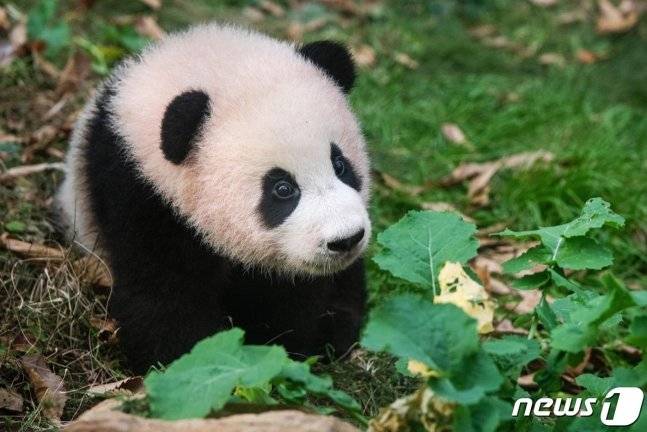 자이언트 판다 ‘푸바오’가 지난 4월 3일 한국을 떠났다. 무진동차량에 탑승한 채 에버랜드를 출발한 푸바오는 인천국제공항에서 전세기를 타고 중국 쓰촨성 자이언트판다보전연구센터 워룽 선수핑 기지로 이동한다. 사진은 지난 2021년 1월 4일 일반에 첫 공개된 푸바오 모습, (삼성물산 리조트부문 제공) 2024.4.3/뉴스1