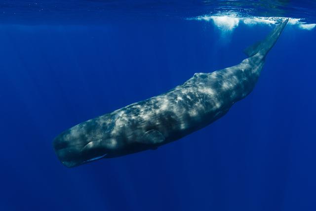 향유고래가 바다에서 헤엄치고 있다. 게티이미지뱅크