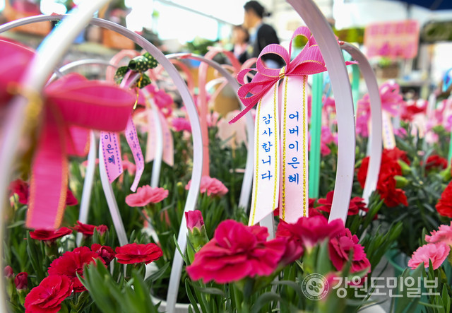 ▲ 어버이날을 하루 앞둔 7일 춘천 동면 한 꽃농원에서 시민들이 카네이션을 구매하고 있다. 유희태