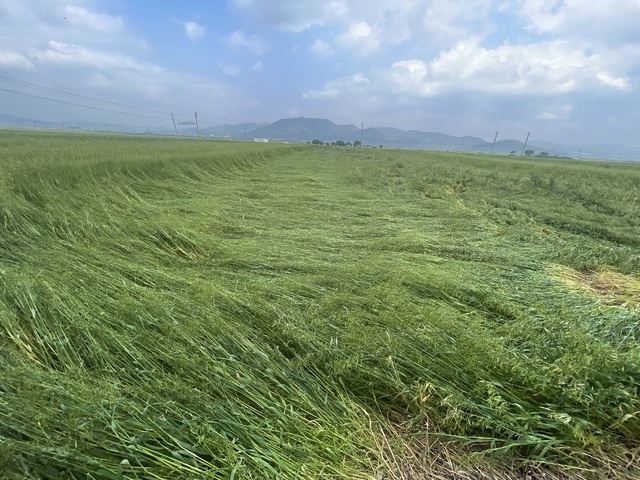 5월 5~6일 내린 비로 도복 피해를 본 전남 강진 쌀귀리 재배현장.