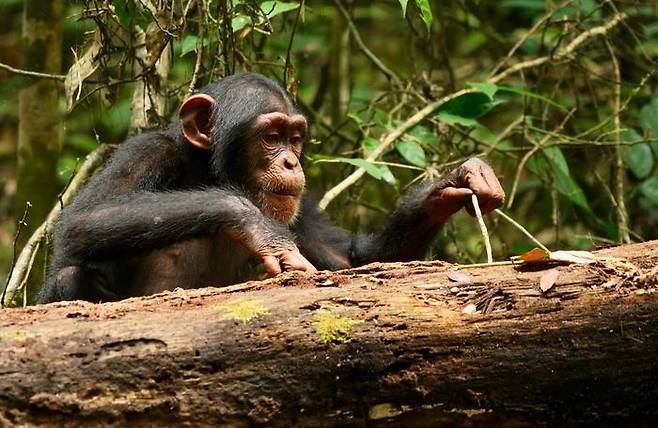 "침팬지, 성체가 된 후에도 도구 사용 기술 배우고 익힌다" 야생 침팬지가 막대기를 도구로 사용해 영양가 높은 먹이를 꺼내고 있다. [Liran Samuni, Taï Chimpanzee Project (CC BY 4.0,https://creativecommons.org/licenses/by/4.0/)