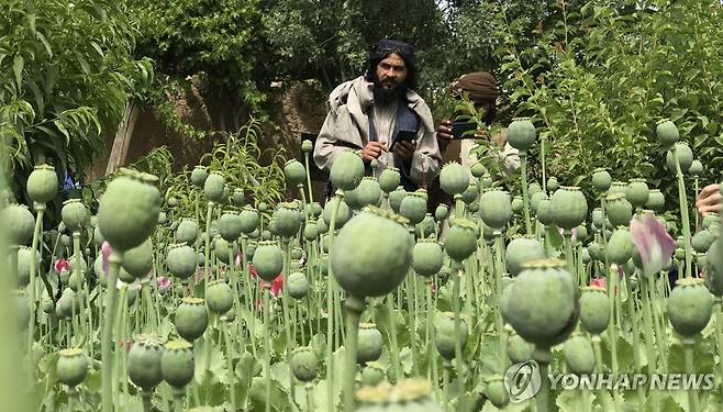 아프가니스탄서 재배된 양귀비  [EPA 연합뉴스 자료사진. 재판매 및 DB 금지]