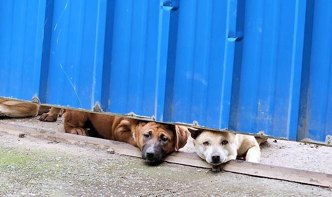 지난 6일 전남 담양의 한 개사육장 철제문 사이로 개들이 고개를 내밀고 있다. 이 사육장 안에는 식용을 목적으로 사육되는 것이라 의심되는 수십마리의 개들이 있다. /김영근 기자