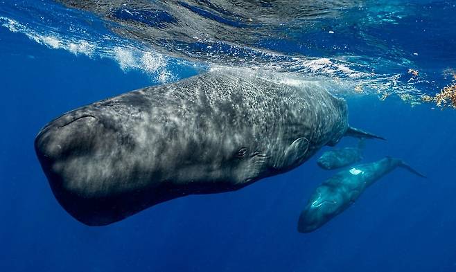 향유고래는 지구에 존재했던 동물 중 가장 큰 두뇌를 가지고 있다. 과학자들이 향유고래가 알파벳 역할을 하는 기본음의 리듬과 박자를 바꾸고 장식음을 붙여 더 풍부한 레퍼토리를 만든다는 사실을 알아냈다./CETI
