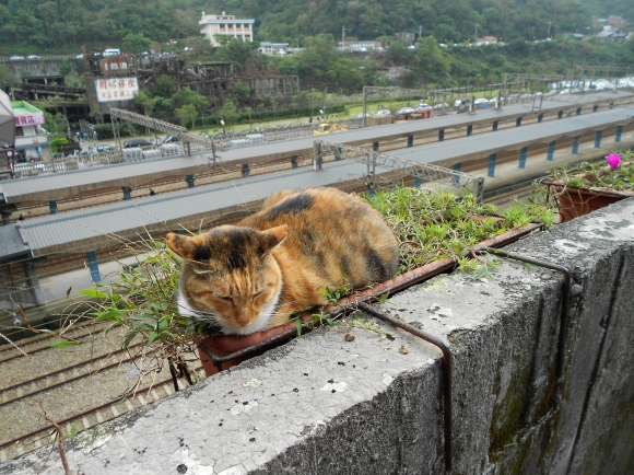 대만 허우통 마을은 2013년 CNN이 선정한 세계 6대 고양이 마을이다. 사진: 위키피디아.