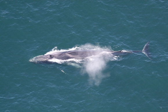 긴수염고래 / 사진=NOAA