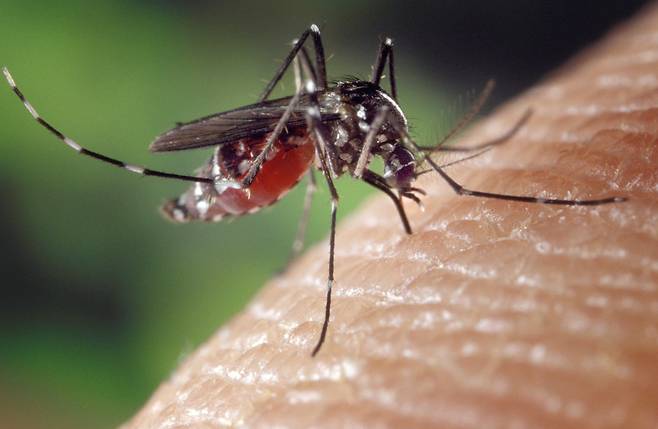 뎅기열을 옮기는 이집트숲모기(Aedes aegypti)./미 CDC