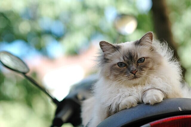 영국 고양이 7900여 마리의 수명을 조사한 결과, 버마 고양이가 14살으로 장수묘 1위에 올랐다. 위키피디아 코먼스