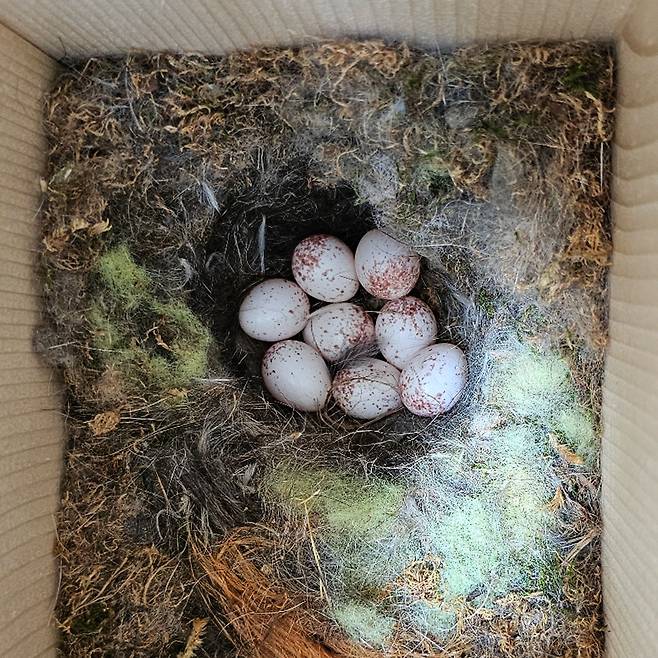 3월 말 인공 새집에 입주한 곤줄박이 커플은 알 8개를 낳았다. ⓒ 탐조책방 박임자 대표