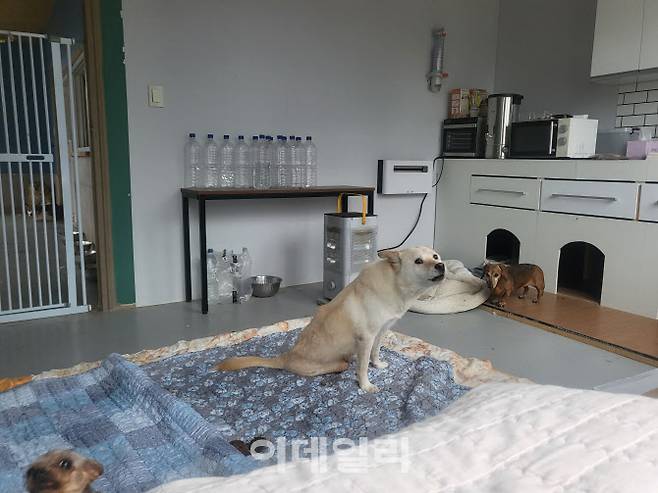 유기견숲에서 실내에 격리되어 있는 노견과 장애견들의 모습(사진=박지애 기자)