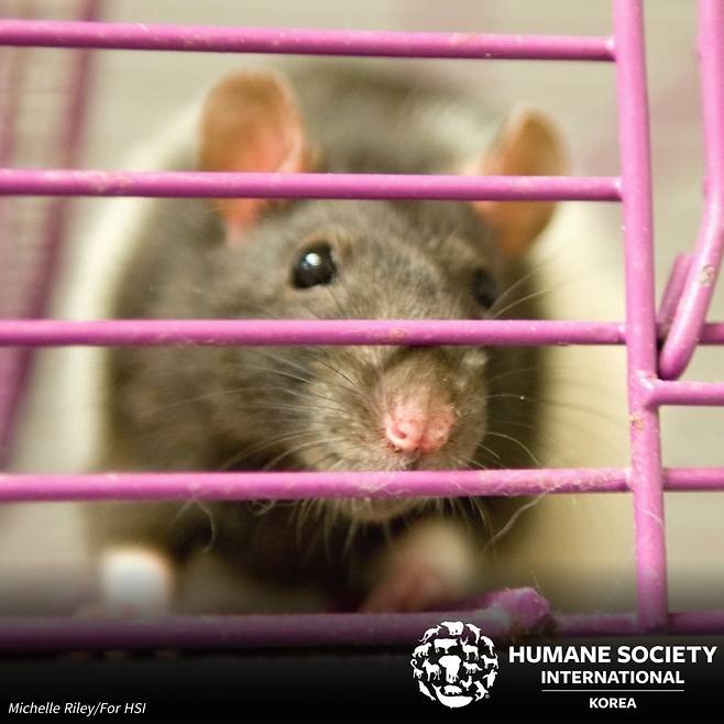 실험용 쥐(한국HSI 제공) ⓒ 뉴스1