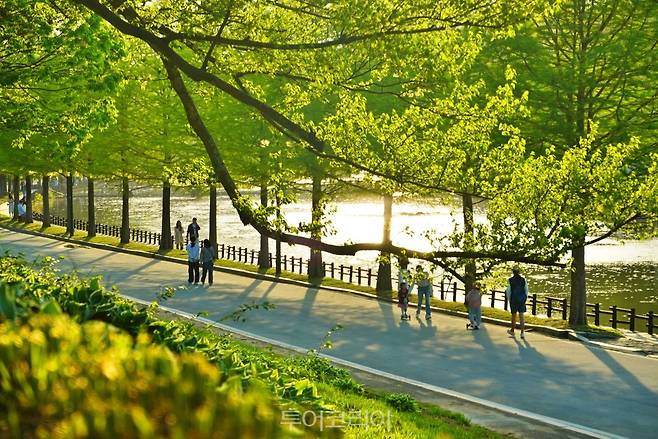 담양대나무축제/사진-담양군