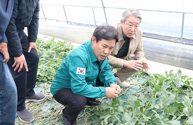 3월 충남 부여군청과 농협중앙회 직원들이 수박 농가를 찾아 일조량 부족에 따른 작황 피해를 점검하고 있다.