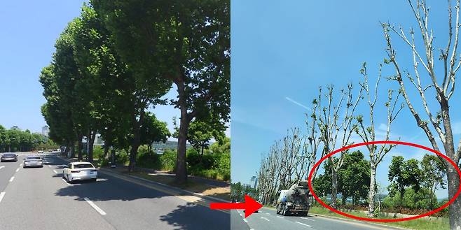 지난해 6월(왼쪽)과 5월 10일 대전 서구 유등로의 플라타너스 가로수. 주변 가로수에 비해 대로변 가로수의 잎과 가지들이 잘려 있다. [네이버 지도 거리뷰·독자제공]