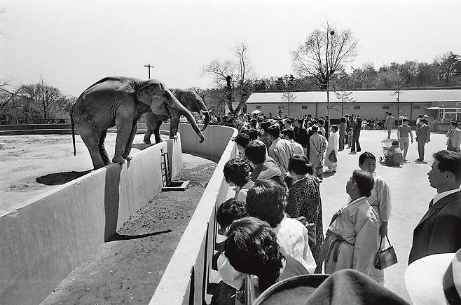 서울 창경궁 동물원에서 코끼리를 구경하는 시민들. 1974년 [임정의 제공]