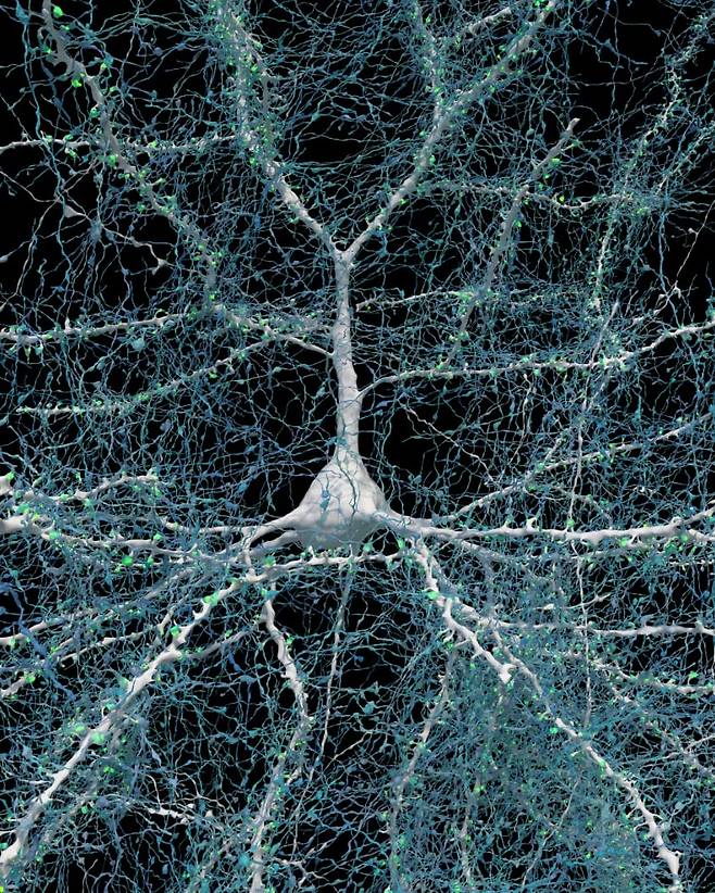 신경세포(흰색)와 연결된 신경 세포의 돌기인 '축삭(파란색)' 5600개의 사진. 신경 세포 사이의 연결 부위인 시냅스는 녹색으로 나타냈다./구글, 미국 하버드대