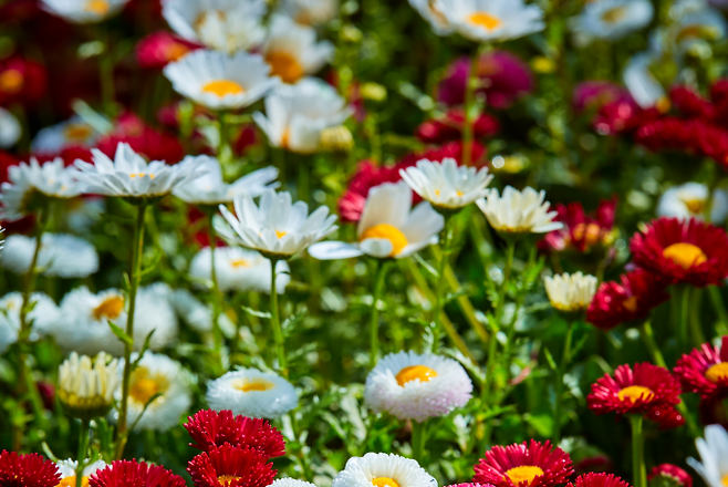 다양한 색의 꽃들이 피어있다. 게티이미지뱅크