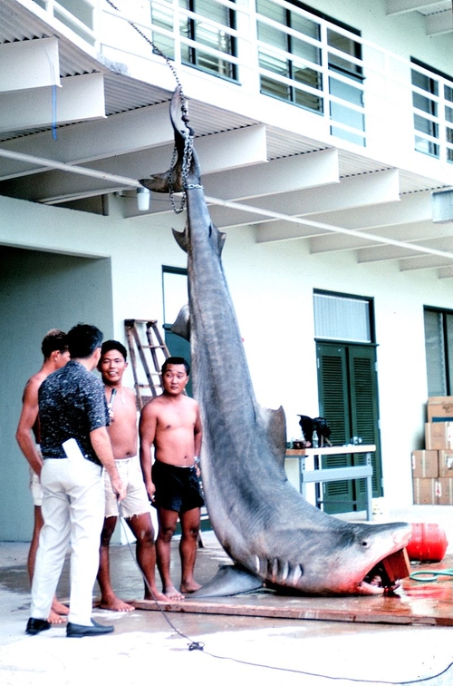 1966년 잡힌 호랑이 상어. 4.3m, 540kg에 달하는 대형종이다. [사진출처=위키피디아]