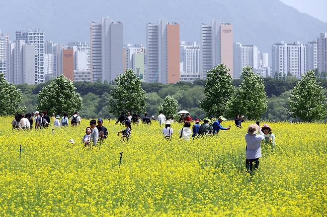 12일 구리한강시민공원에서 열린 구리 유채꽃축제를 찾은 시민들이 노랗게 핀 유채꽃을 감상하며 봄 날씨를 만끽하고 있다. 이충우 기자