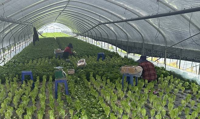 최우택 바이어가 4개월 동안 방문한 100여개 상추 농가 중 한 곳의 모습. 작업자들이 상추를 수확하고 있다.[이마트 제공]