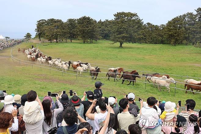 한라산 초원 질주하는 제주마 (제주=연합뉴스) 봄빛이 완연한 지난 4월 28일 제주마방목지에서 제주마(馬) 100여마리가 질주하고 있다. 이날 제주마방목지에서는 '제1회 제주마 입목 및 문화축제'가 마련돼 겨우내 축사에서 지낸 제주마를 초원에 방목하는 장면이 재연됐다. [연합뉴스 자료사진]