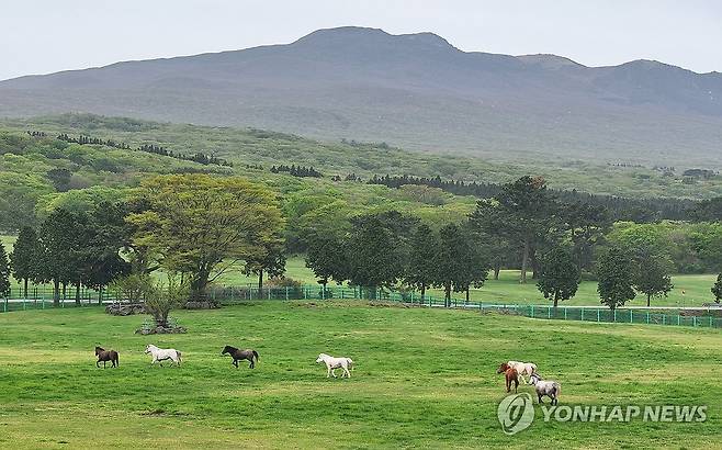 봄이 반가운 제주마 (제주=연합뉴스) 제주도 축산진흥원은 지난 4월 17일 제주시 용강동 제주마방목지에서 천연기념물 제347호 제주마 36마리를 올해 처음으로 방목했다. 방목된 제주마들이 이날 오전 드넓은 초지를 즐기고 있다. 2024.4.17 [연합뉴스 자료사진]