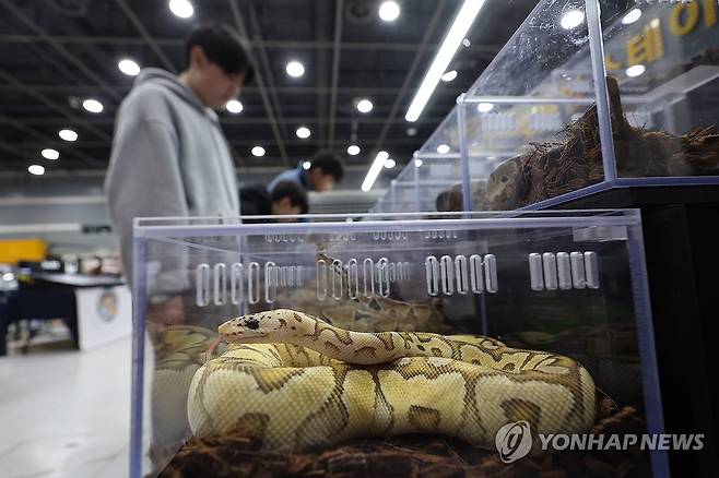 지난달 7일 서울 서초구 aT센터에서 열린 제20회 렙타일페어(한국파충류산업박람회)를 찾은 관람객이 전시를 둘러보고 있다. [연합뉴스 자료사진]