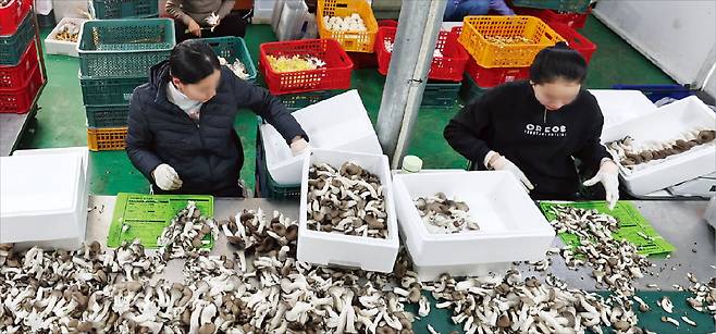 지난 8일 경기 화성의 한 버섯농장에서 태국 베트남 캄보디아인 근로자들이 버섯을 포장하는 작업을 하고 있다. 2023년 말 현재 우리나라에는 92만 명이 넘는 외국인 근로자가 주로 제조·건설·농축산업 분야에서 일하고 있다. 최혁 기자