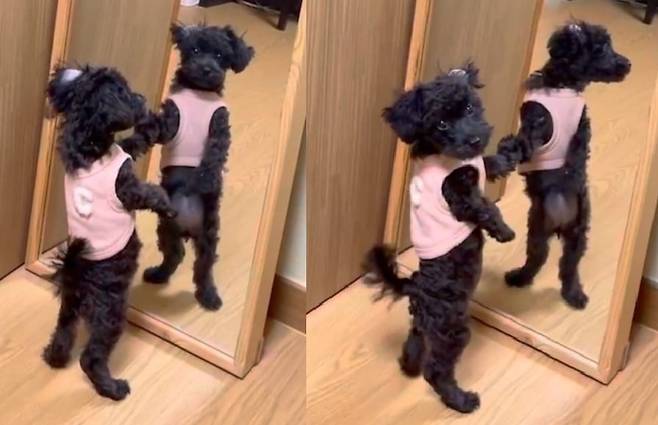 한 강아지가 거울을 짚고 두 발로 서있는 모습(기사와 관계 없음)./ 사진=인스타그램
