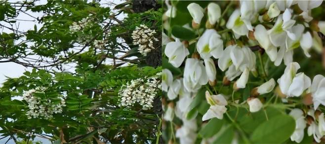 ▲ 아까시나무: 장미목 콩과에 속하는 낙엽수(활엽수).꽃말: 품위, 우아함, 죽음도 넘어선 사랑