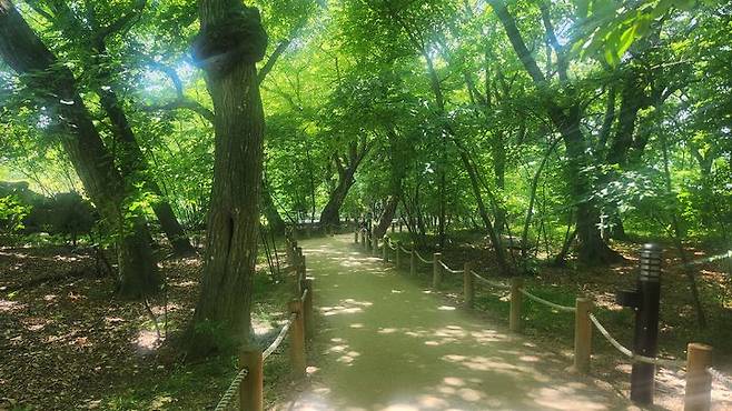 [함양=뉴시스] 서희원 기자= 천연기념물 제154호 상림 숲 2024. 05. 12. shw1881@newsis.com *재판매 및 DB 금지