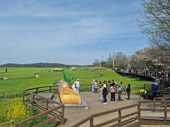 관광객들이 청보리밭을 배경 으로 사진을 찍고 있다.  *재판매 및 DB 금지