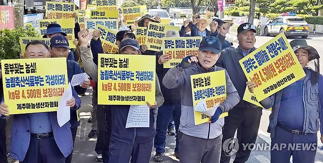 제주 벌마늘 피해 지원 촉구 (제주=연합뉴스) 김호천 기자 = 사단법인 제주마늘생산자협회 회원들이 13일 오후 제주도청 앞에서 재해로 발생한 벌마늘을 전량 상품가격 기준으로 수매하라는 구호를 외치고 있다. 2024.5.13 khc@yna.co.kr