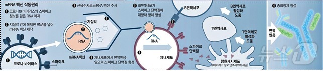 mRNA 백신의 작동 원리. (질병청 제공)